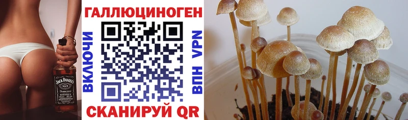МЕГА онион  наркотики  Пошехонье  Псилоцибиновые грибы Magic Shrooms 